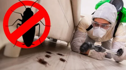 Best Ways to Prevent Pests in Your Home