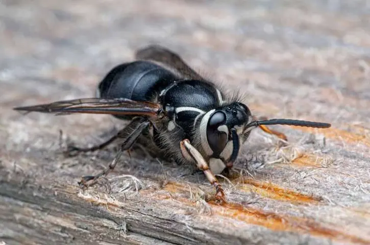 Stinging Insects