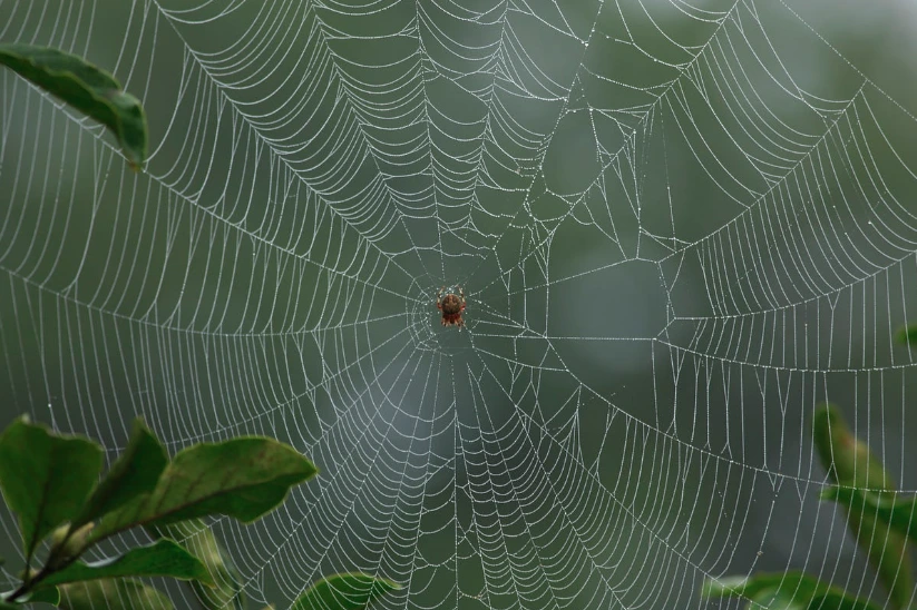 Spiders Build Webs Around Windows