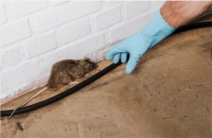How to Seal Your Home to Prevent Rodents